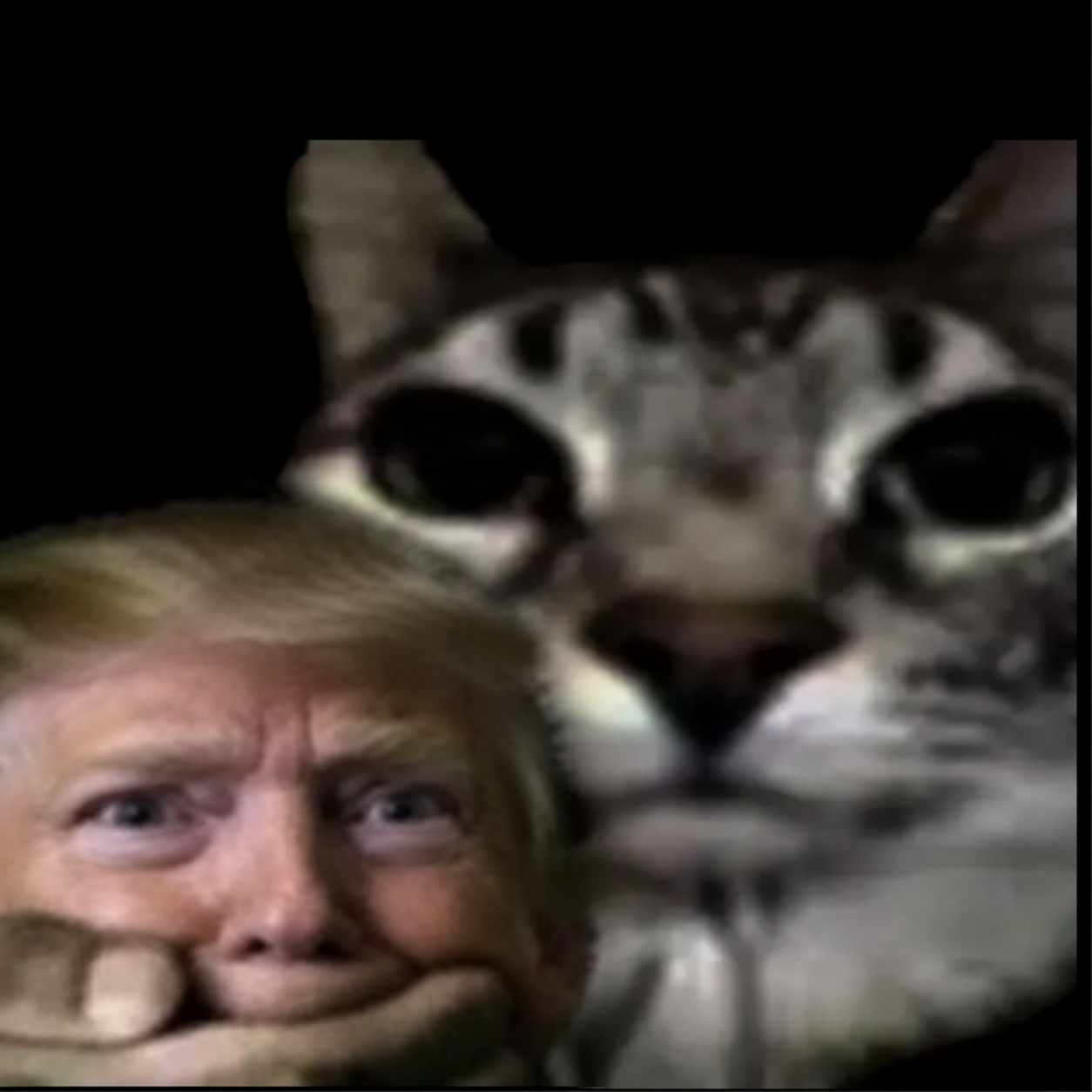 Shhh cat and unexpected guest